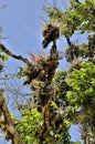 Various epiphytes growing on the branch of the tree on the coast