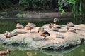 Various exotic ducks in the Birds of Eden free flight sanctuary, South Africa.