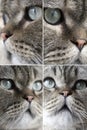 Various faces of the cat Royalty Free Stock Photo