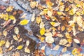 Various fallen leaves frozen in puddle on road Royalty Free Stock Photo