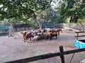 Various farm& x27;s animals. They  are eating all together. There are horses, ponies, cows and goats Royalty Free Stock Photo