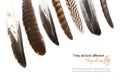 Various feathers isolated on white background, sample text Royalty Free Stock Photo