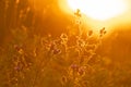 Various field grasses and flowers on the background of the setting sun