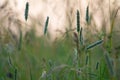 Various field grasses and flowers on the background of the setting sun