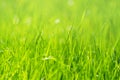 various field grasses and flowers on the background