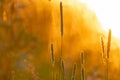 Various field grasses and flowers on the background of the setting sun