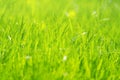 various field grasses and flowers on the background