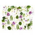 Various field plants and lilac flowers lined with a rectangle on