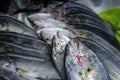 Various fish on the counter fish shop Royalty Free Stock Photo