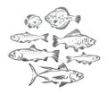 Various fish set. Seafood, fishing sketch vector illustration