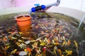 Various fish species in aquaponics system, combination of fish aquaculture with hydroponics, cultivating plants in water