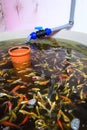 Various fish species in aquaponics system, combination of fish aquaculture with hydroponics, cultivating plants in water