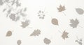 Various flat, dried leaves are scattered on a plain, light background. Shadows of additional leaves Royalty Free Stock Photo