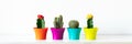 Various flowering cactus plants in bright colorful flower pots against white wall. House plants on white shelf web banner.