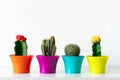 Various flowering cactus plants in colorful flower pots against white wall. House plants in a row on white shelf.