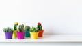 Various flowering cactus and succulent plants in bright colorful flower pots against white wall.House plants on white shelf banner