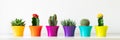 Various flowering cactus and succulent plants in bright colorful flower pots against white wall.House plants on white shelf banner Royalty Free Stock Photo