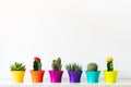 Various flowering cactus and succulent plants in bright colorful flower pots against white wall. House plants on white shelf.