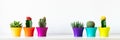 Various flowering cactus and succulent plants in bright colorful flower pots in a row against white wall. House plants on a shelf.