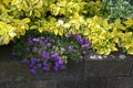 Various flowers and plants in home garden in Kastrup Denmark