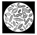 Various forms of diatoms, vintage engraving Royalty Free Stock Photo