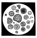 Various forms of diatoms, vintage engraving Royalty Free Stock Photo