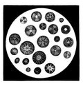 Various forms of diatoms, vintage engraving Royalty Free Stock Photo