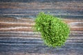 Various forms of parsley Royalty Free Stock Photo