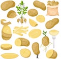 Various Forms and Stages of Potatoes Royalty Free Stock Photo
