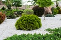 Various fragrant coniferous trees and bushes in a park of stones under the open sky. Royalty Free Stock Photo