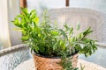 Various fresh aromatic herbs growing in flower pot in home patio. Rosemary, peppermint, sage. Royalty Free Stock Photo