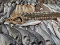 Various fresh fish at market - stellate sturgeon Royalty Free Stock Photo