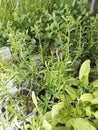 Various fresh green herb plants Royalty Free Stock Photo