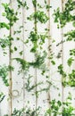Various fresh green kitchen herbs for healthy cooking Royalty Free Stock Photo
