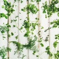 Various fresh green kitchen herbs for healthy cooking, square crop Royalty Free Stock Photo