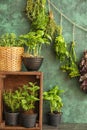 Various fresh herbs against color wall Royalty Free Stock Photo