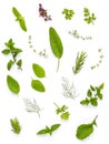Various fresh herbs from the garden holy basil , basil flower ,rosemary,oregano, sage and thyme ,fennel ,peppermint and mustard l Royalty Free Stock Photo