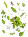 Various fresh herbs from the garden holy basil , basil flower ,rosemary,oregano, sage and thyme ,fennel ,peppermint and mustard l Royalty Free Stock Photo