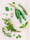 Various fresh herbs from the garden holy basil , basil ,rosemary,oregano, sage and thyme over rustic wooden background. Royalty Free Stock Photo