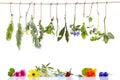 Border with Various fresh herbs and herbal tea on white fresh medicinal plants hanging on the top . Preparing medicinal Royalty Free Stock Photo