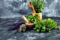 Fresh herbs lay on a rustic background with mortar and pestle. Basil, flower sage, thyme, oregano, dill, chives, parsley and Royalty Free Stock Photo