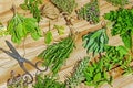 Various fresh herbs Royalty Free Stock Photo