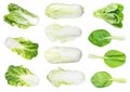 Fresh leaf and head chinese cabbages cut out Royalty Free Stock Photo