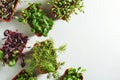 Various fresh micro greens.