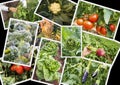 Various fresh organic natural vegetable agriculture collage Royalty Free Stock Photo