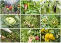 Various fresh organic natural vegetable agriculture collage