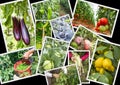 Various fresh organic natural vegetable agriculture collage Royalty Free Stock Photo