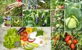 Various fresh organic natural vegetable agriculture collage Royalty Free Stock Photo