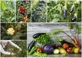 Various fresh organic natural vegetable agriculture collage Royalty Free Stock Photo