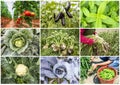 Various fresh organic natural vegetable agriculture collage Royalty Free Stock Photo